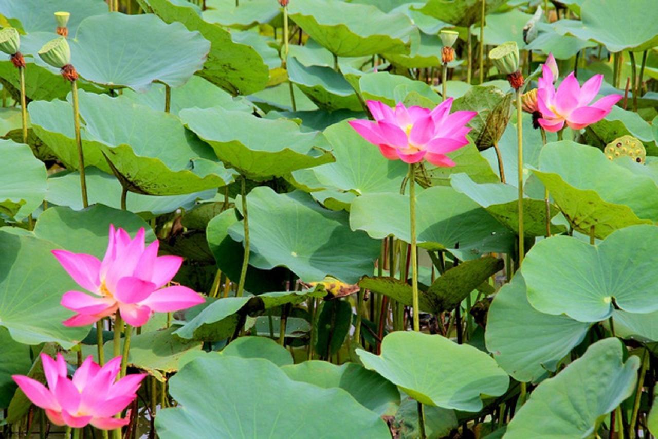 Flame Flowers Homestay Hoi An Exterior photo